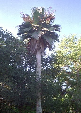 Carnauba Palm Picture